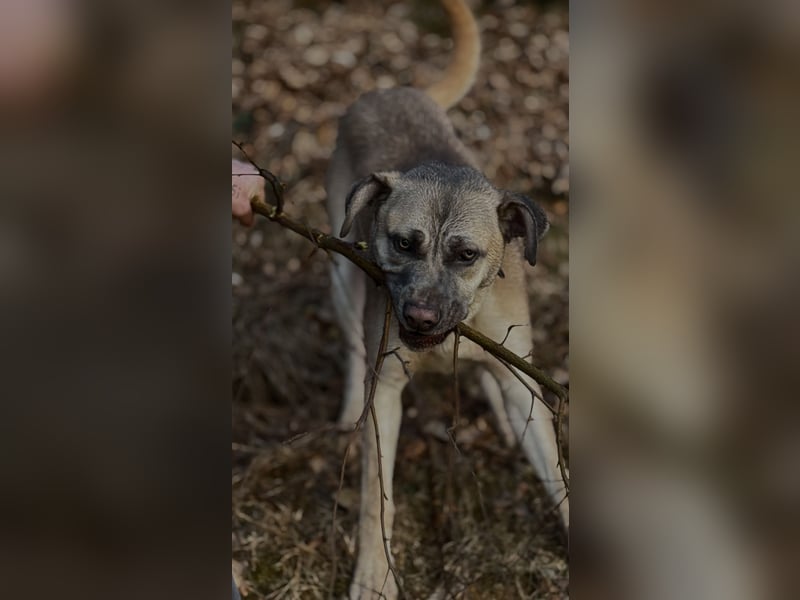 Cane Corso/Kangal Deckrüde