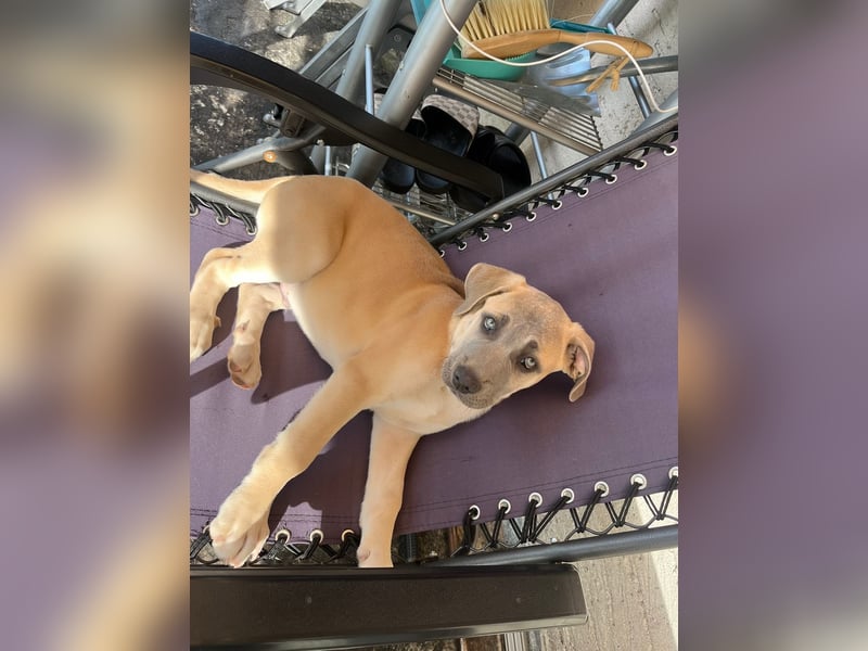 Cane Corso/Kangal Deckrüde