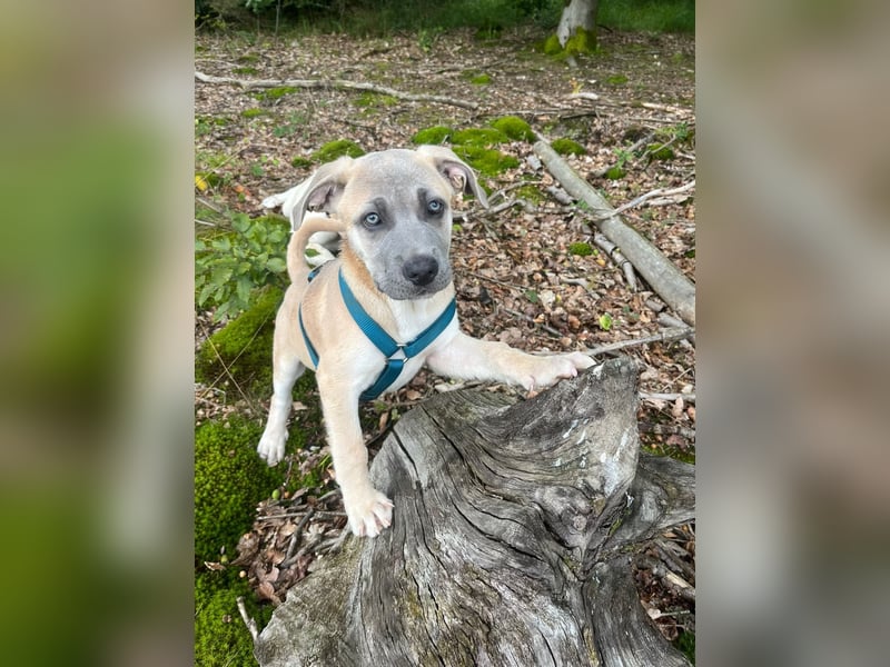 Cane Corso/Kangal Deckrüde