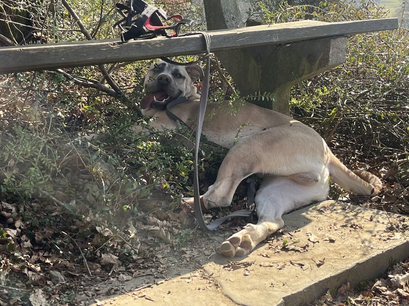 Cane Corso/Kangal Deckrüde