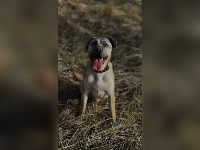 Cane Corso/Kangal Deckrüde