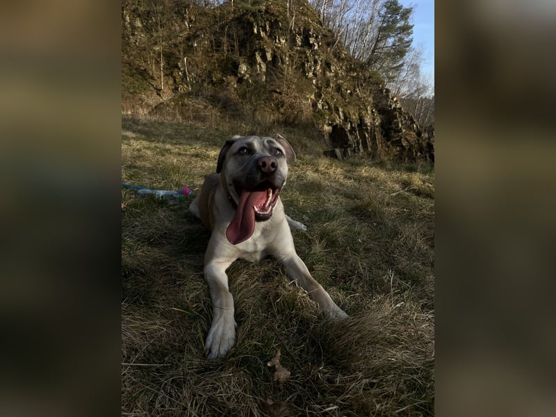 Cane Corso/Kangal Deckrüde