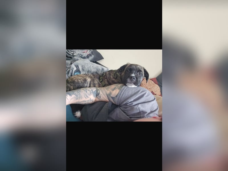 Floki der Cane Corso Welpen Mischling