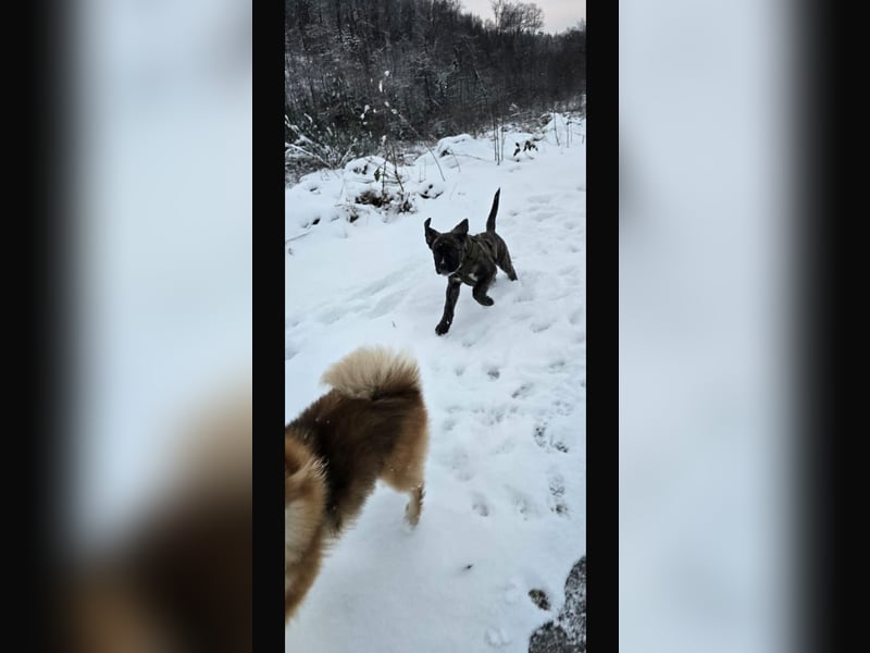 Floki der Cane Corso Welpen Mischling