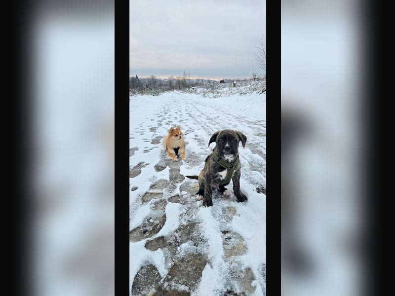 Floki der Cane Corso Welpen Mischling
