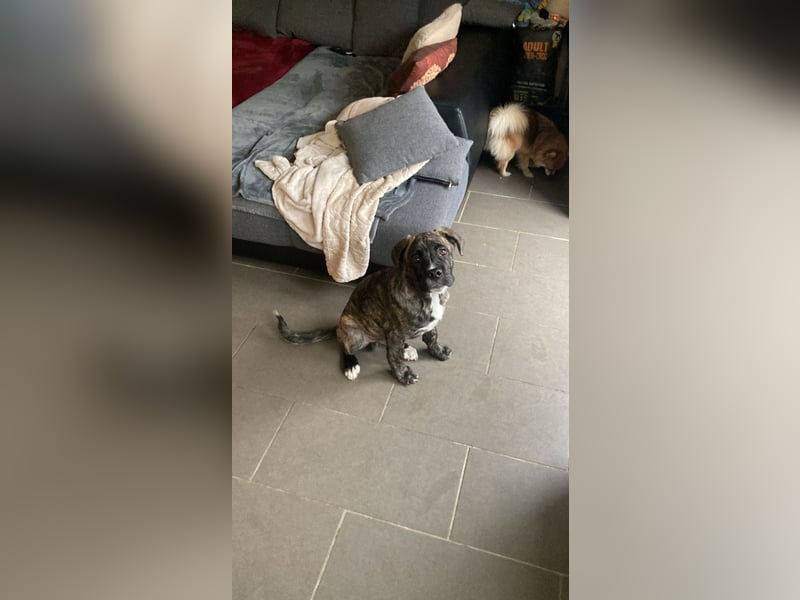 Floki der Cane Corso Welpen Mischling