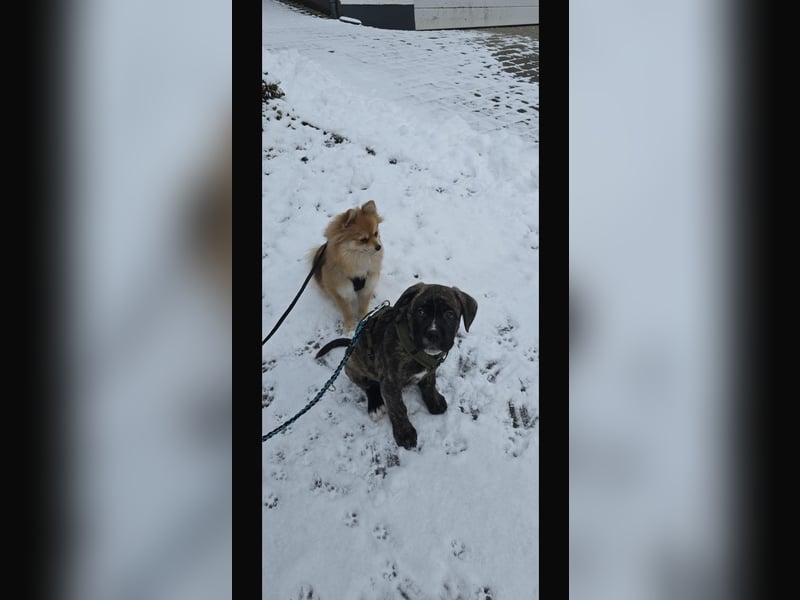 Floki der Cane Corso Welpen Mischling