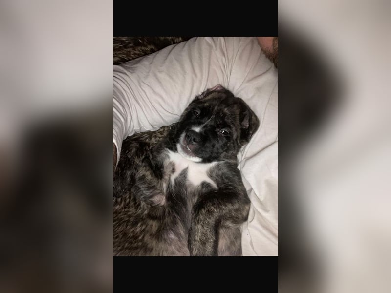 Floki der Cane Corso Welpen Mischling