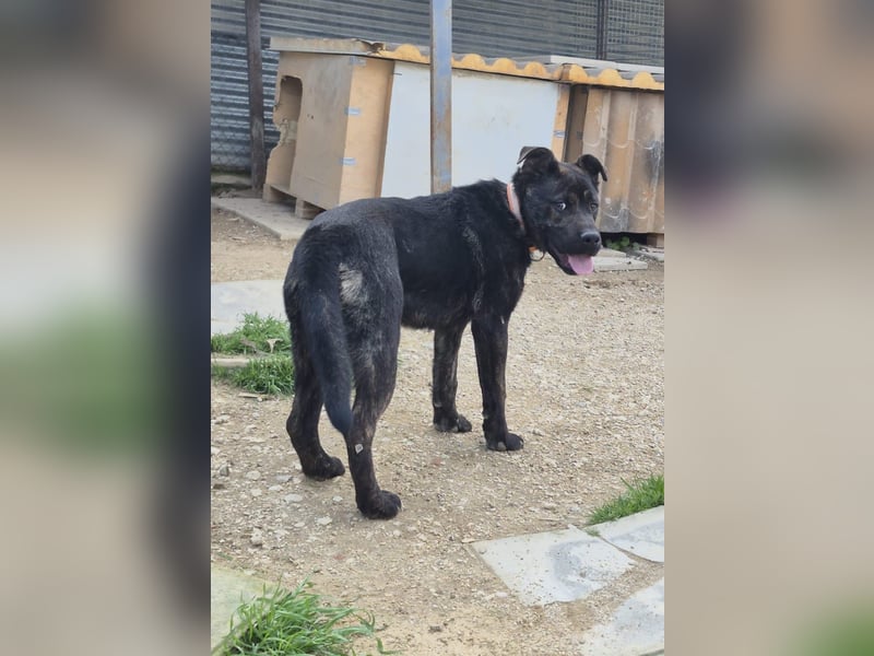 Roscon, muss dringend aus dem Tierheim raus