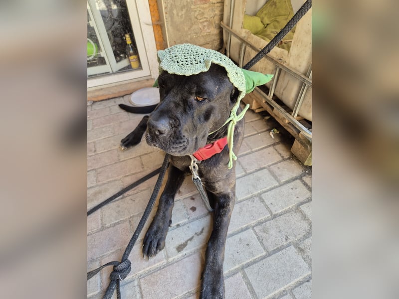 Cane Corso x Presa Canario