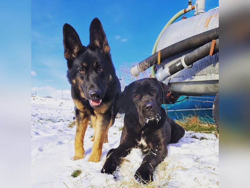 Cane Corso x Presa Canario