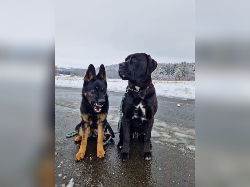 Cane Corso x Presa Canario