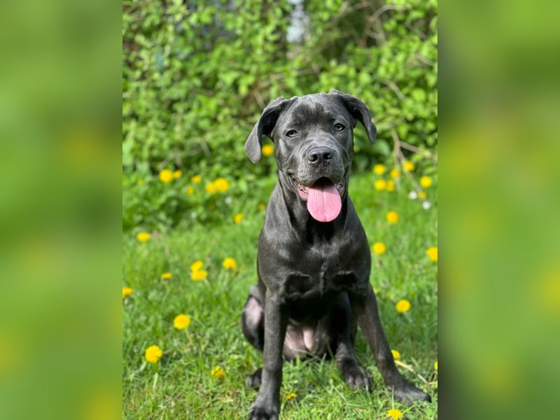 Suche ein Deckrüden Cane Corso Italiano