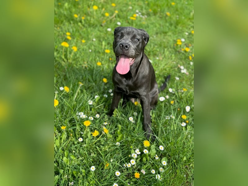 Suche ein Deckrüden Cane Corso Italiano