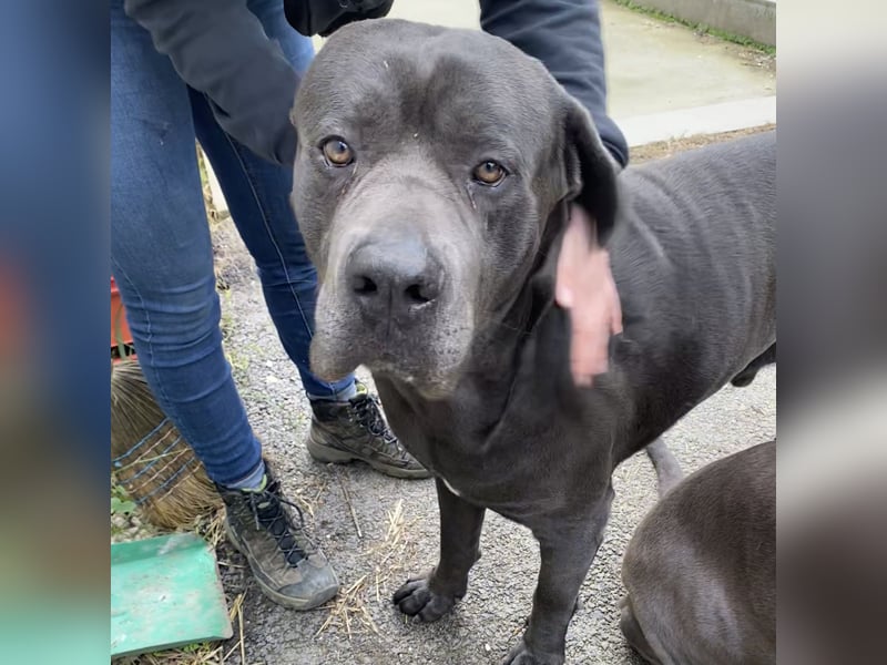 Barell, Cane Corso, sucht sein Zuhause