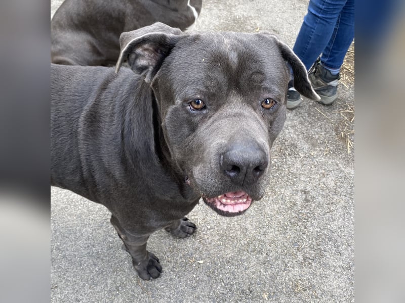 Barell, Cane Corso, sucht sein Zuhause