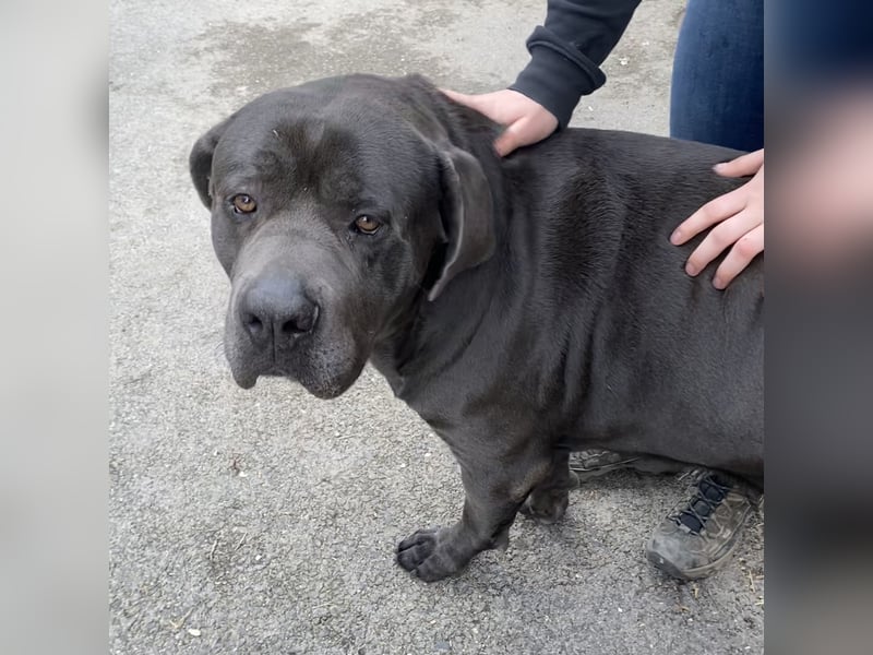 Barell, Cane Corso, sucht sein Zuhause