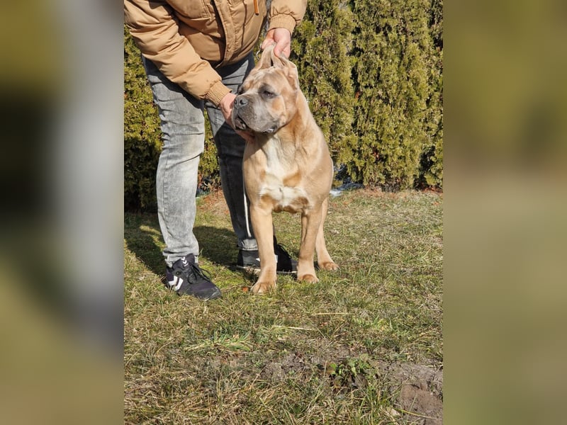 Cane Corso puppies FCI