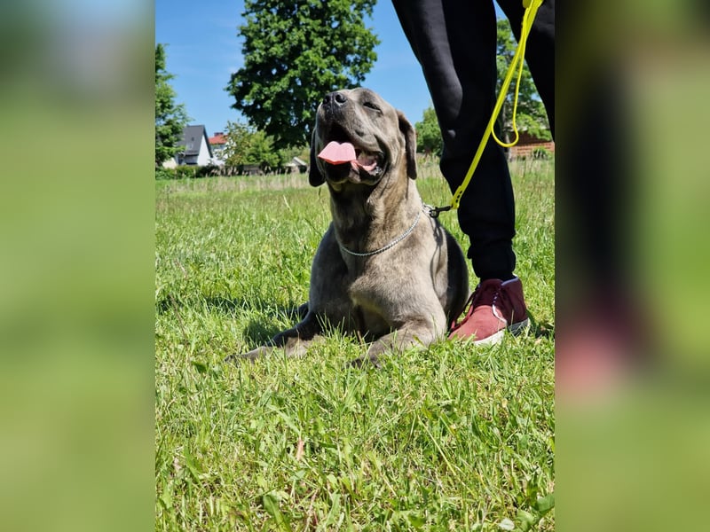 Cane Corso puppies FCI