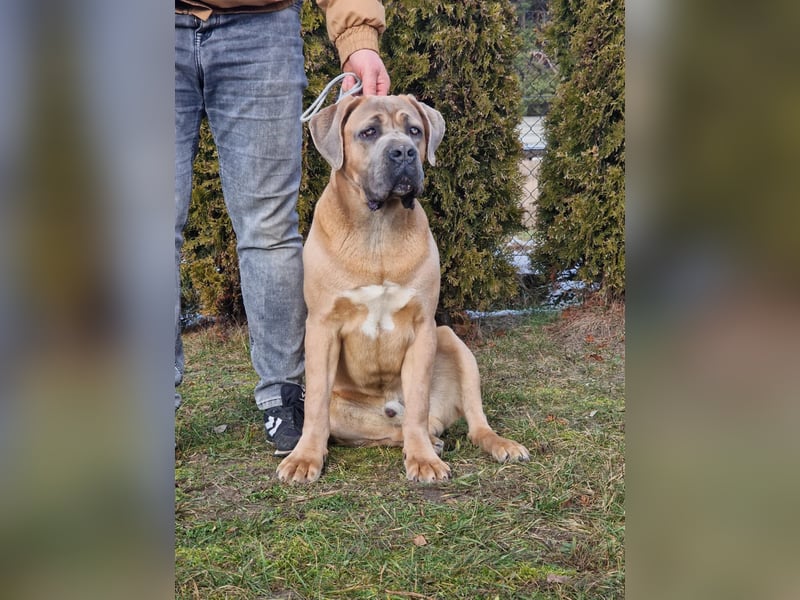 Cane Corso puppies FCI