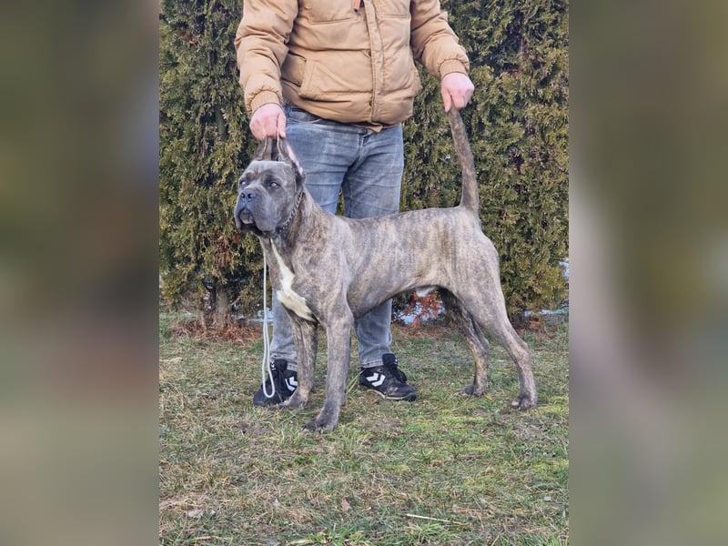 Cane Corso puppies FCI