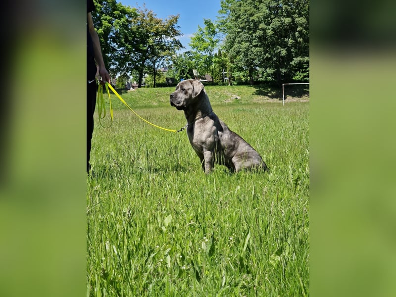 Cane Corso puppies FCI