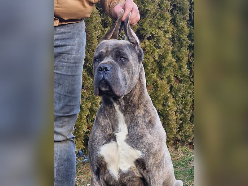 Cane Corso puppies FCI