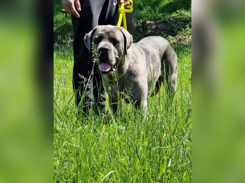 Cane Corso puppies FCI