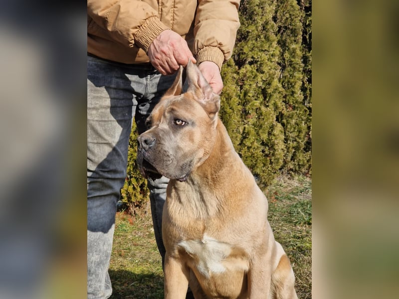 Cane Corso puppies FCI