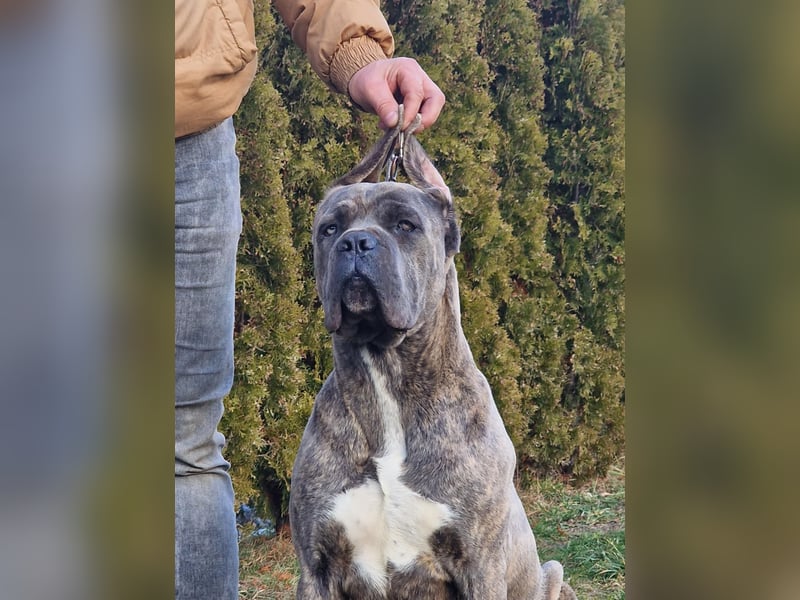 Cane Corso puppies FCI