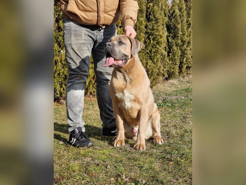 Cane Corso puppies FCI