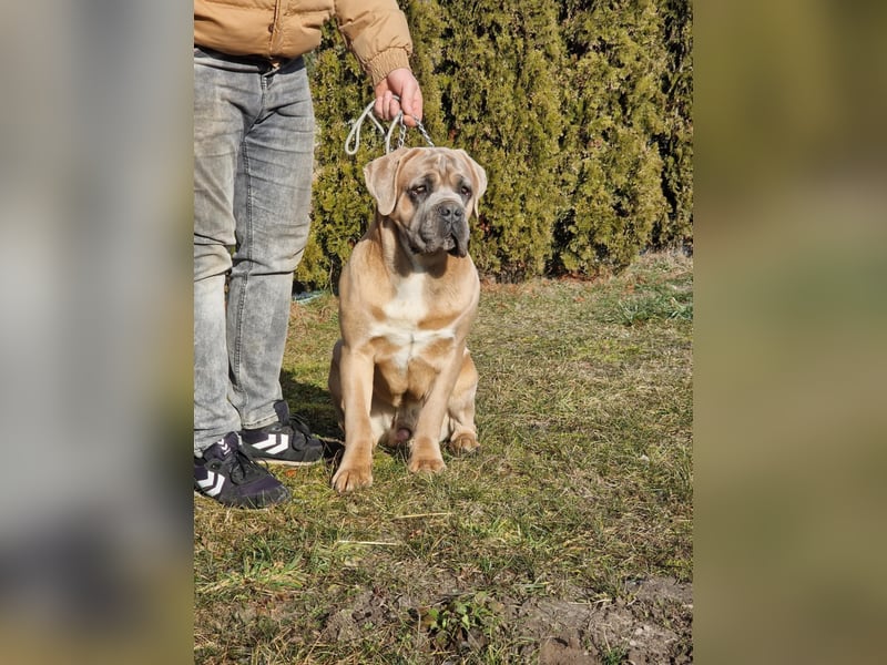 Cane Corso puppies FCI