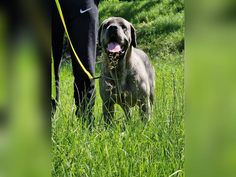 Cane Corso puppies FCI