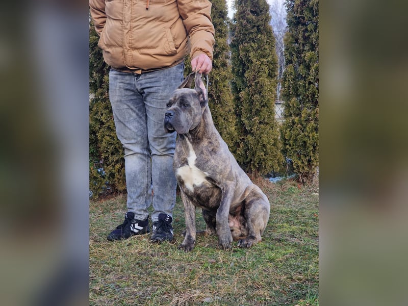 Cane Corso puppies FCI