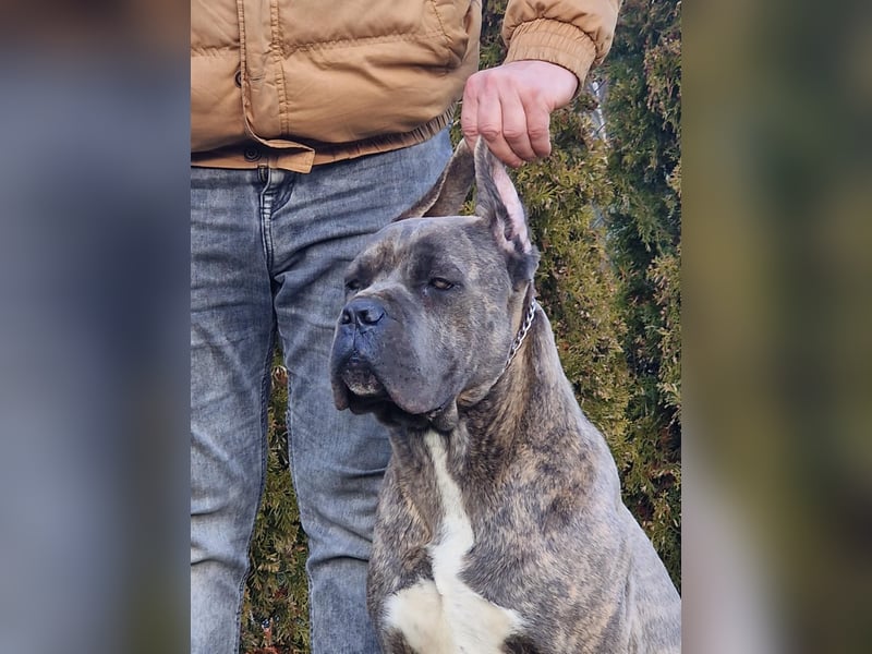 Cane Corso puppies FCI