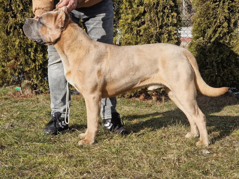Cane Corso puppies FCI