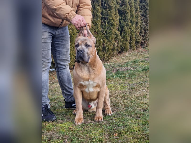 Cane Corso puppies FCI