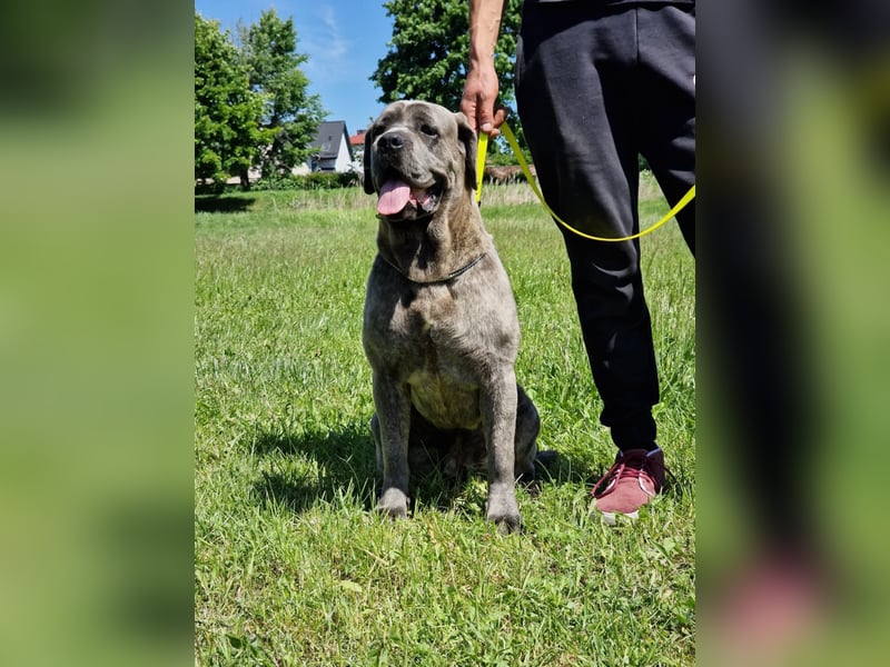 Cane Corso puppies FCI