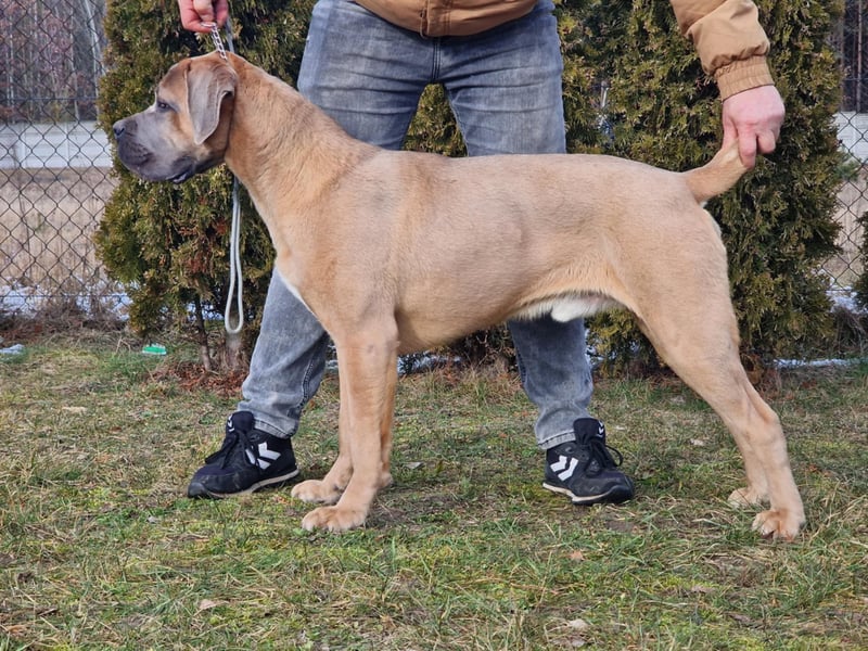Cane Corso puppies FCI