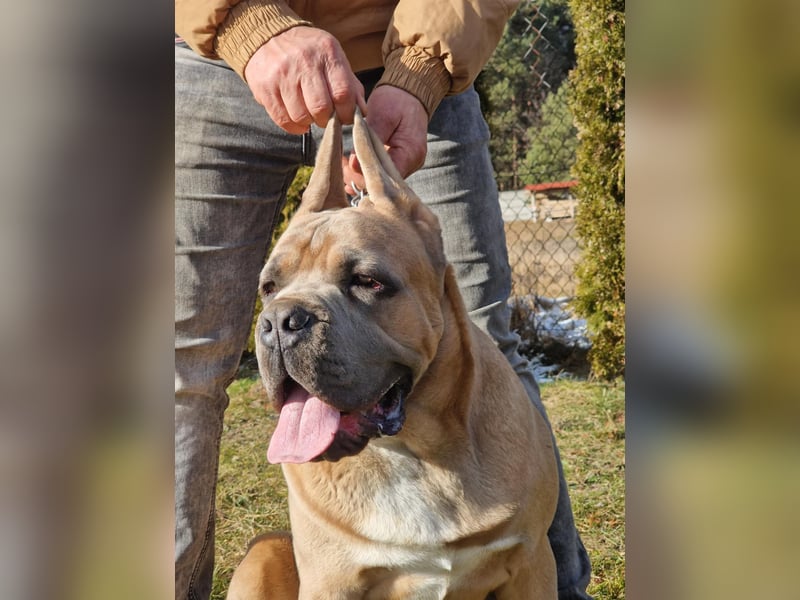 Cane Corso puppies FCI