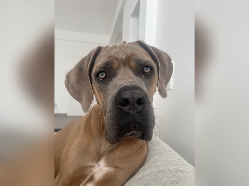 Cane Corso Formentino Rüde kastriert