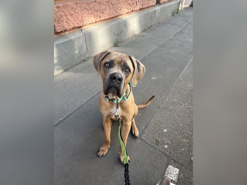Cane Corso Formentino Rüde kastriert