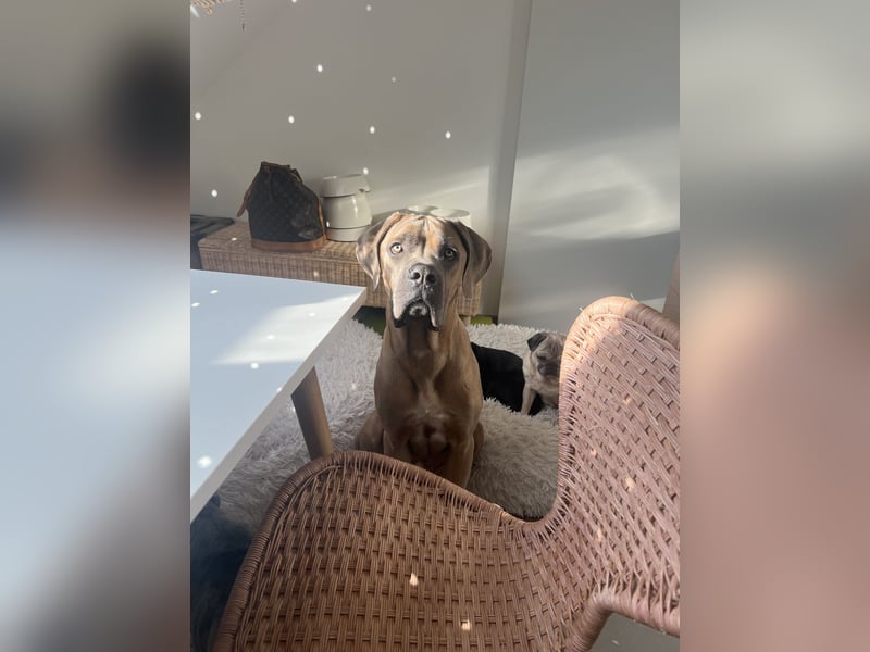 Cane Corso Formentino Rüde kastriert