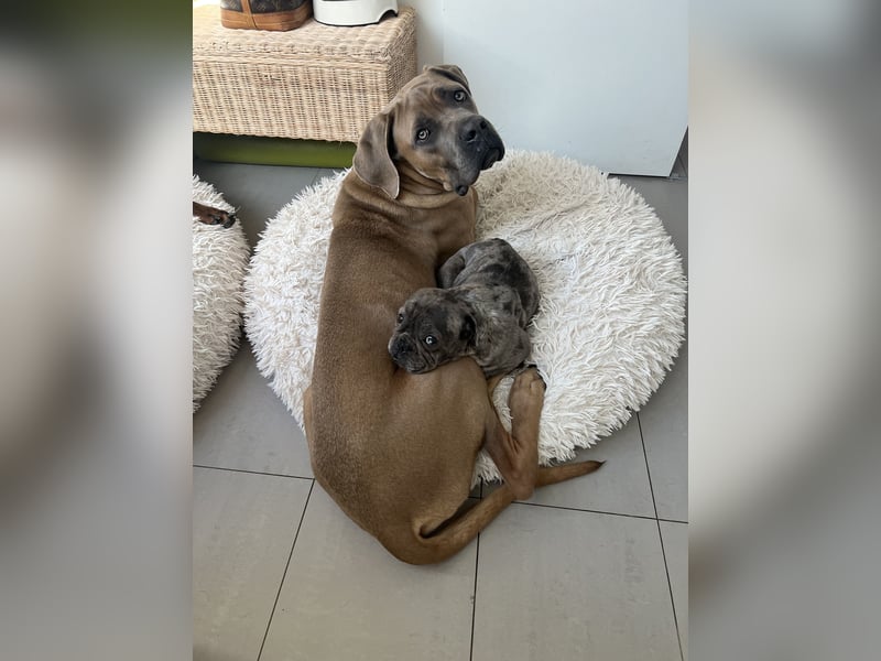 Cane Corso Formentino Rüde kastriert