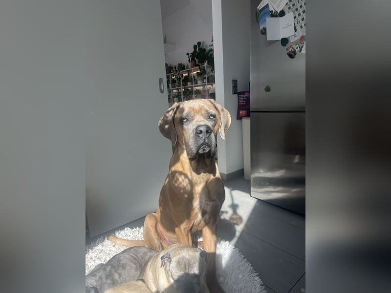 Cane Corso Formentino Rüde kastriert