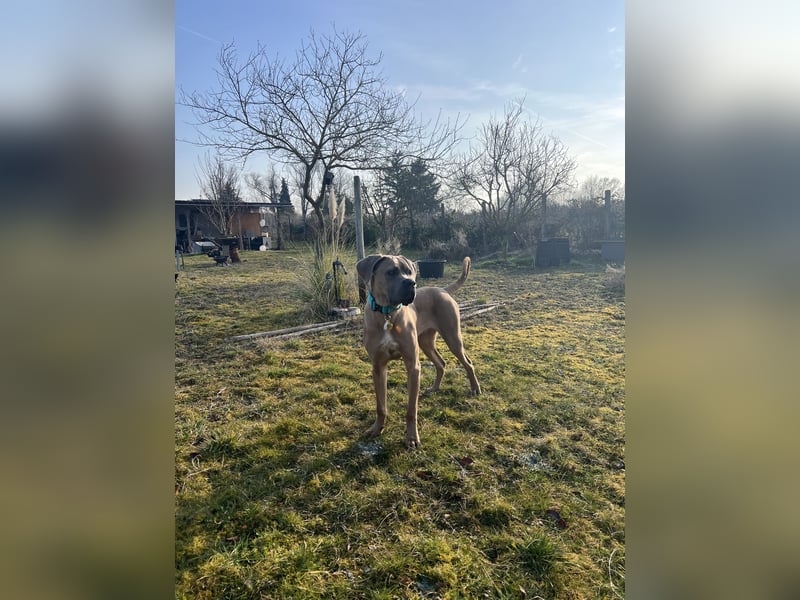 Cane Corso Formentino Rüde kastriert
