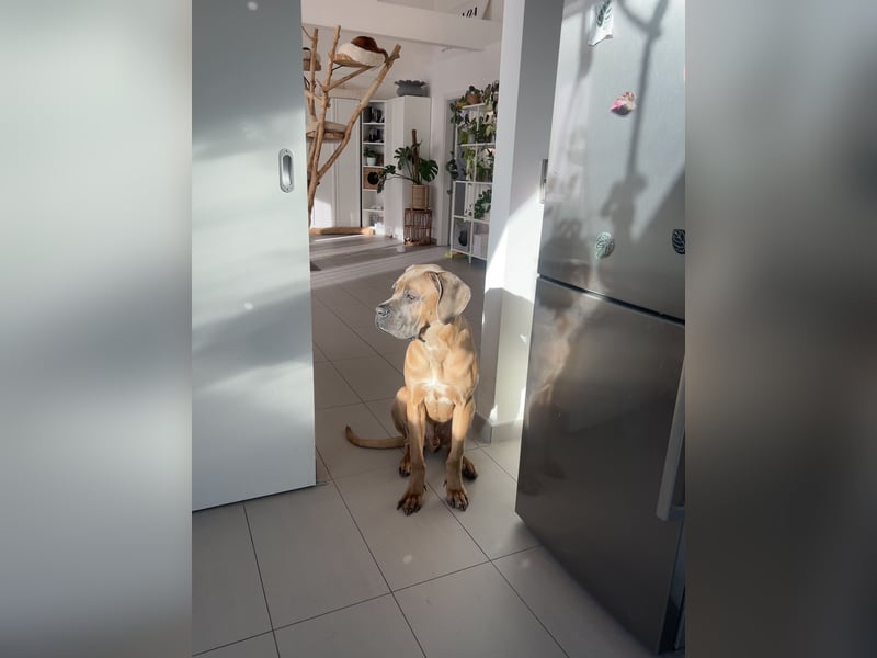 Cane Corso Formentino Rüde kastriert
