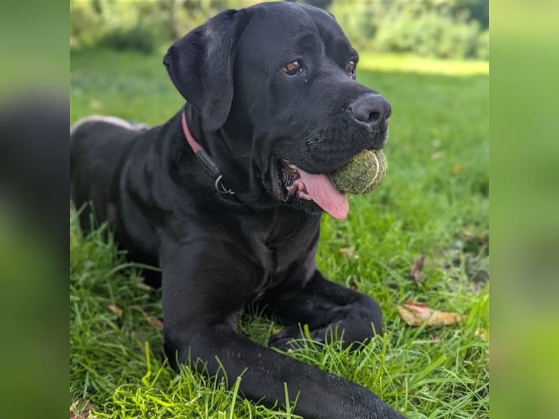 Buddy