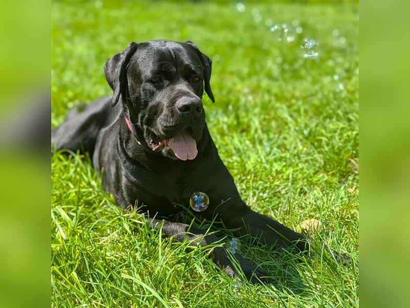 Buddy