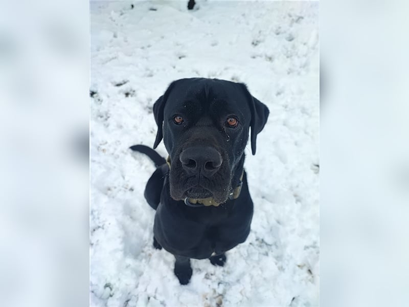 Buddy